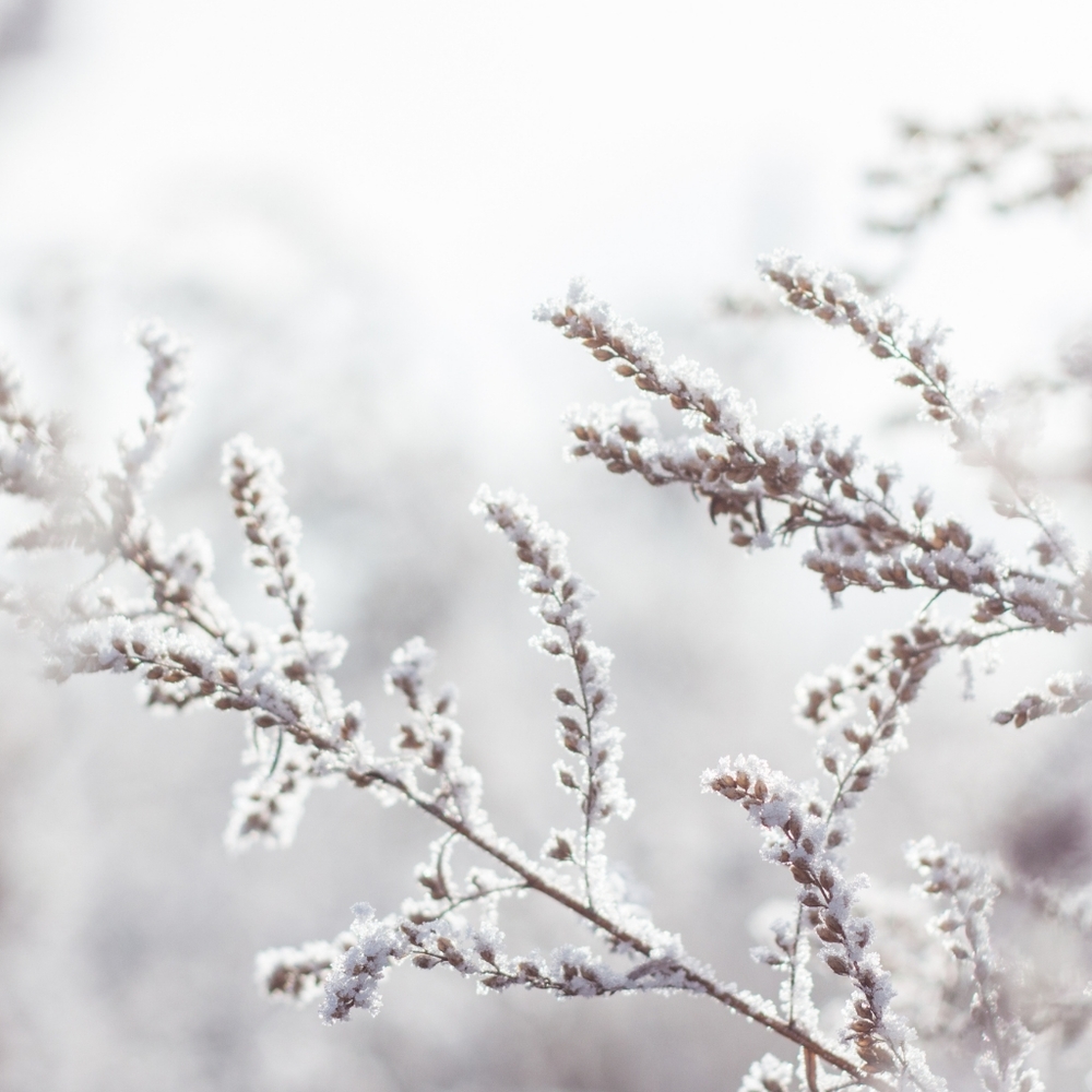 ❄️WINTER WHISPERS FOLLOW GAME❄️ - Picture 4 of 5